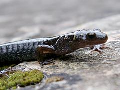 Long-toed Salamander